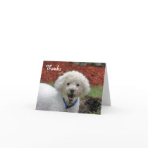 Mud Faced Poodle Dog Animal Thank You Card