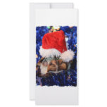 Mud turtle with head covered in santa hat rack cards