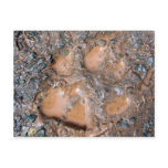 Muddy Dog Print 1 Postcard