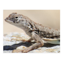 Muddy Lizard Postcard