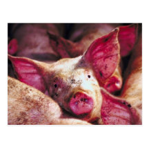 Muddy Piglet Postcards