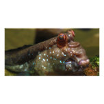 Mudskipper Amphibious Fish Oxudercinae photo cards