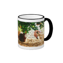 Mug of chooks under the orange tree...