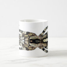 Mug - Poecilotheria regalis (Indian Ornamental)