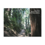 Muir Woods Post Card postcards