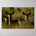 Mule Deer Herd posters