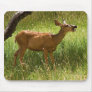 Mule Deer In Apple Orchard Mouse Pads