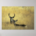 Mule Deer in Brush posters