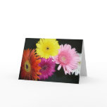 Multi colored gerbers greeting card