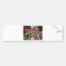 Multi-colour tulips bumper stickers