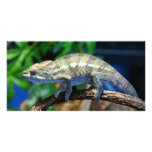 Multi-Coloured Chameleon 2 Photo Cards