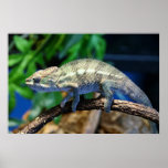 Multi-Coloured Chameleon 2 posters