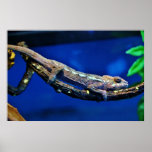 Multi-Coloured Chameleon posters