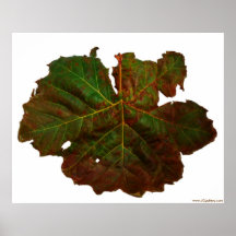 Multi-Coloured Leaf with White Background, Poster