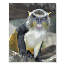 Multi- Coloured Monkey Photo