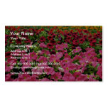 Multi-coloured Petunias Pink flowers Business Card