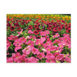Multi-coloured Petunias Pink flowers Postcard