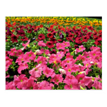 Multi-coloured Petunias Pink flowers postcards