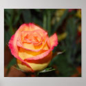 Multi-coloured Rose posters