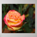 Multi-coloured Rose posters