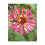 Multicolor Flower * postcards