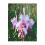 multicolored-lace-orchids postcard