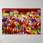 Multicoloured tulips  posters