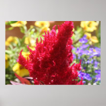 Multiple-colored Flowers Poster