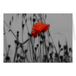 (multiple products selected)Poppy Greeting Card
