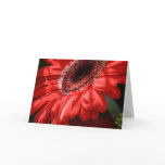 (multiple products selected)Red Hot Gerbera Card