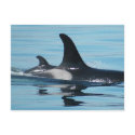 Mum and Baby Orca postcards