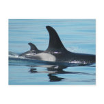 Mum and Baby Orca postcards