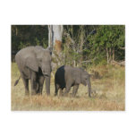 Mum and Happy Elephant Calf Postcard