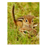 Mummy and Baby Chipmunk Post Cards