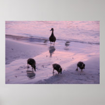 Mummy Duck and Ducklings Print