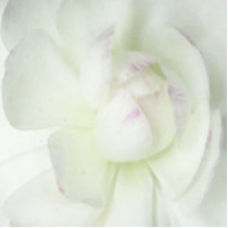 Mum's Flower...