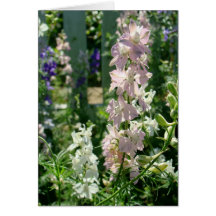Mum's Larkspurs Greeting Cards