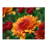 Mums on Fire Postcards