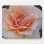 Mum's Peach Rose