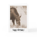 Munching Moose; Happy Birthday cards
