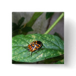Murgantia Histrionica - Harlequin Bug Button