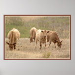 murray grey cows print with border