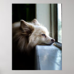 Murray - Pomeranian posters