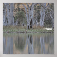 Murray River Tree reflections Poster