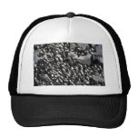 Murre Colony Hats