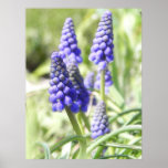 Muscari Flowers In The Spring Garden Print
