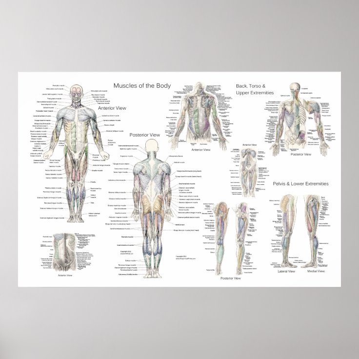 Muscle Anatomy Poster Anterior Posterior Deep Zazzle