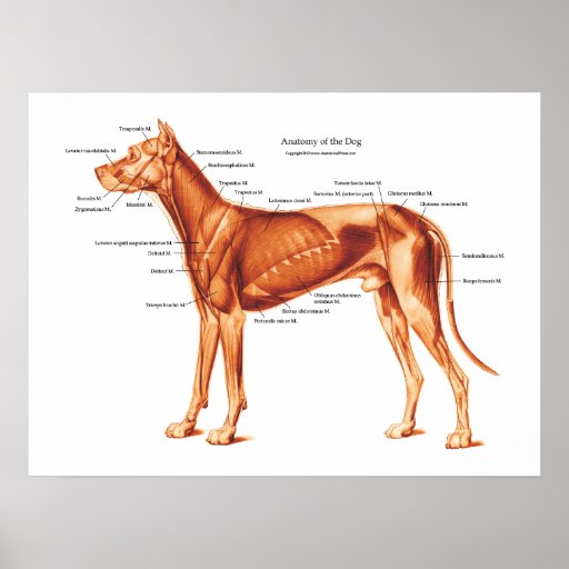 Muscles of the Dog Anatomy Poster | Zazzle