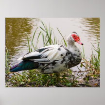 Muscovy Duck Print