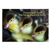 Muscovy Ducklings Business Cards
